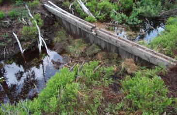 Zadržování vody v lese